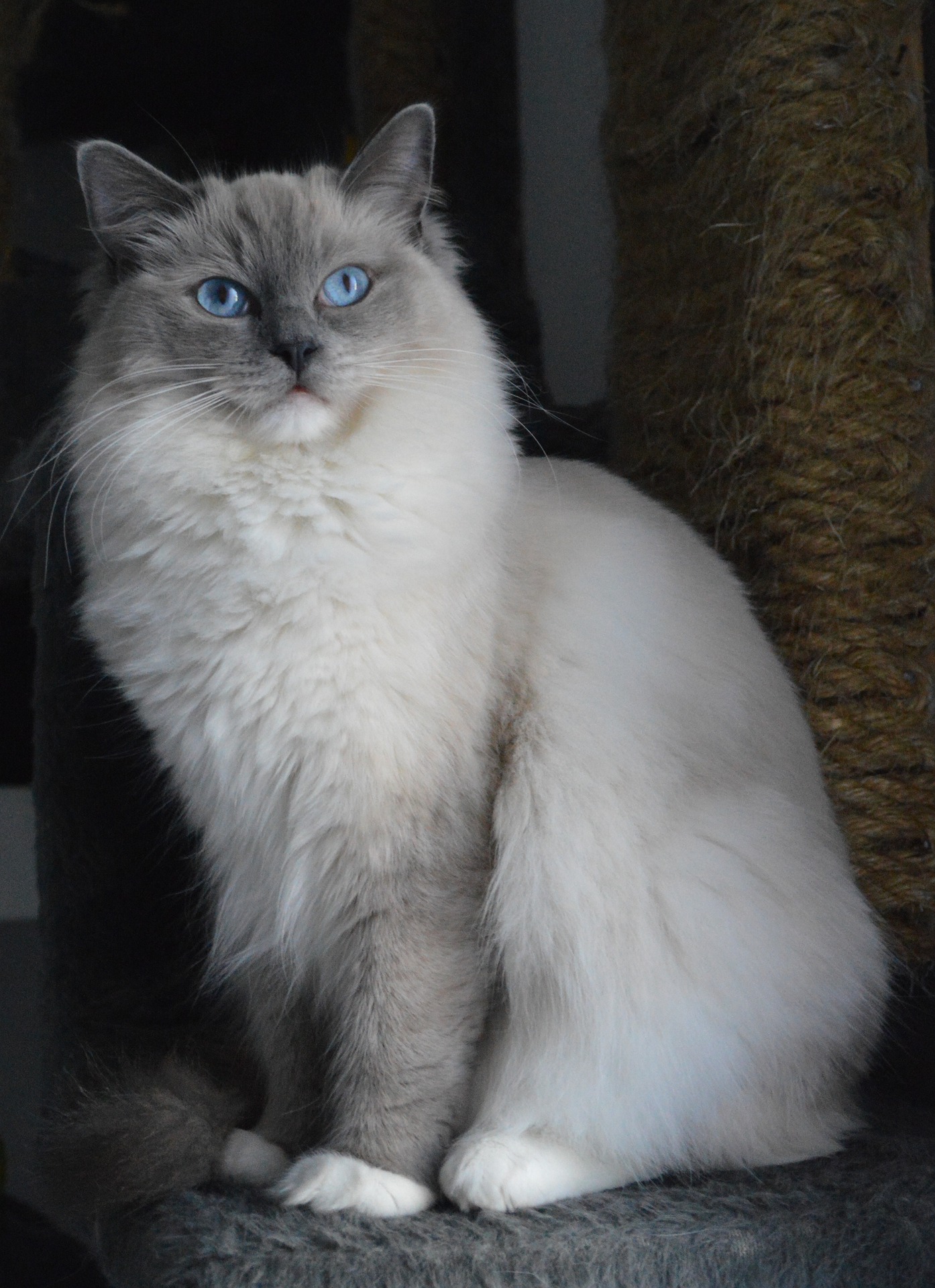 Gato ragdoll